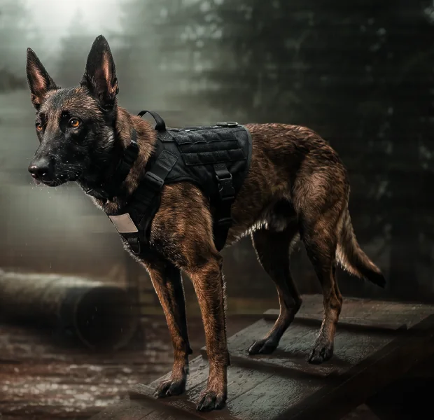 A working dog in a harness on a training ramp in woodland